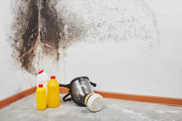 Mold Removal and Inspection in Brownsville, LA