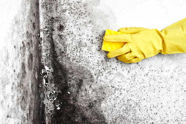 Certified Mold Removal in Brownsville, LA