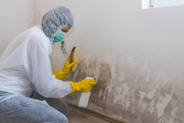 Best Mold Damage Repair  in Brownsville, LA