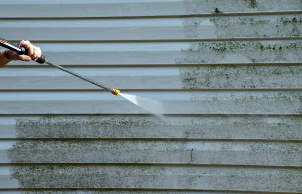 Best Certified Mold Removal  in Brownsville, LA