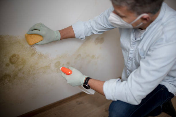 Best Professional Mold Removal  in Brownsville, LA