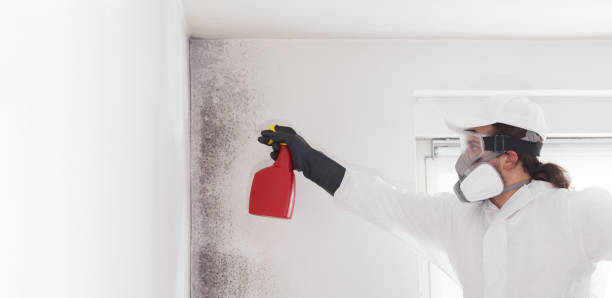 Best Attic Mold Removal  in Brownsville, LA