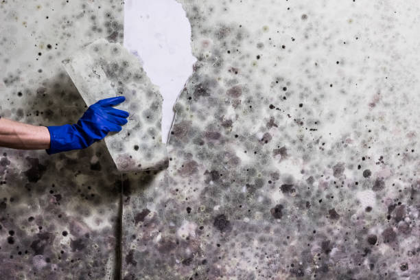 Mold Testing and Removal in Brownsville, LA