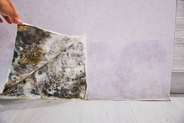 Best Mold Removal Process  in Brownsville, LA